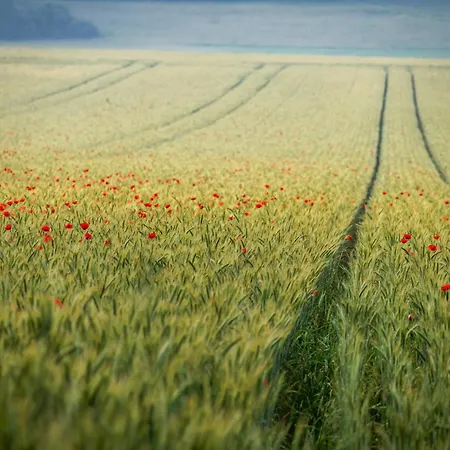 Sohnrey Fuer 4 Gaeste, 公寓